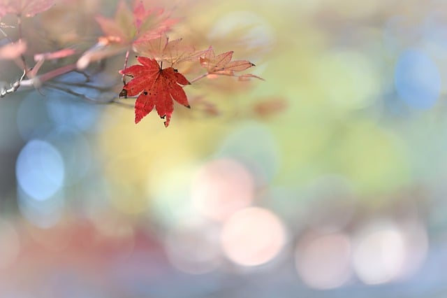 Free download maple leaf tree branch nature free picture to be edited with GIMP free online image editor