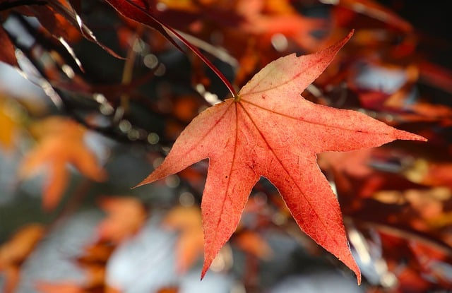 Free download maple leaf tree fall nature autumn free picture to be edited with GIMP free online image editor