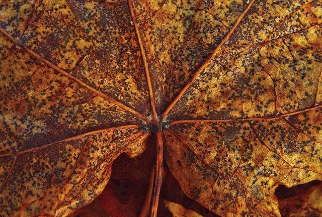Free picture Maple Leaf Veins -  to be edited by GIMP free image editor by OffiDocs