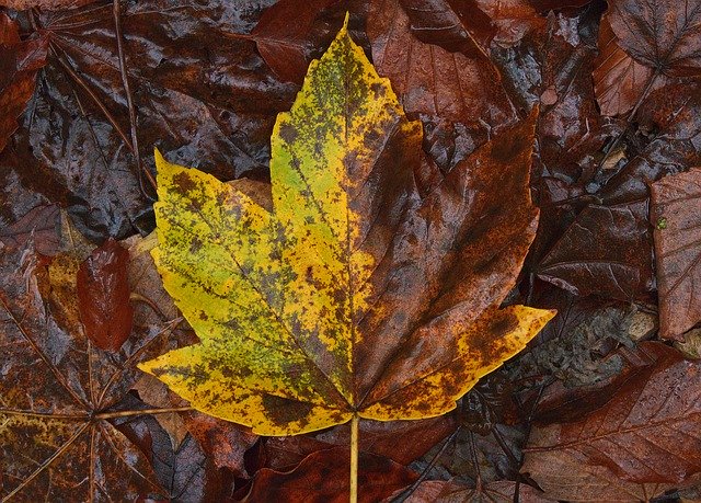 Free download Maple Leaf Wet Autumn -  free free photo or picture to be edited with GIMP online image editor