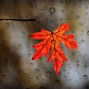 Maple leaves  screen for extension Chrome web store in OffiDocs Chromium