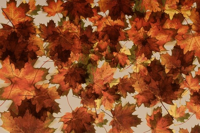 Free download Maple Leaves Background -  free photo or picture to be edited with GIMP online image editor