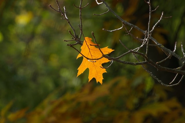 Free download maple leaves fall seasonal autumn free picture to be edited with GIMP free online image editor