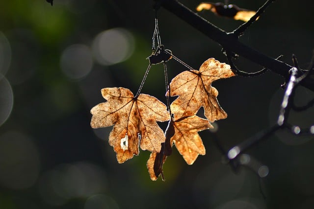 Free download maple leaves fall tree branches free picture to be edited with GIMP free online image editor