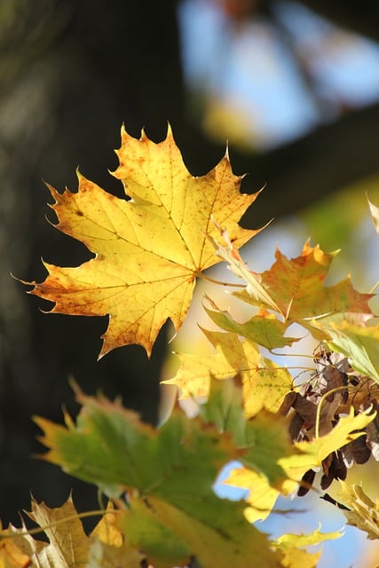 Free download maple leaves leaves trees forest free picture to be edited with GIMP free online image editor