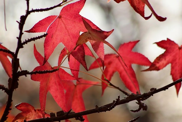 Free download maple leaves red leaves fall tree free picture to be edited with GIMP free online image editor