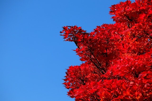 Descarga gratuita Maple Red Tree: foto o imagen gratuita para editar con el editor de imágenes en línea GIMP