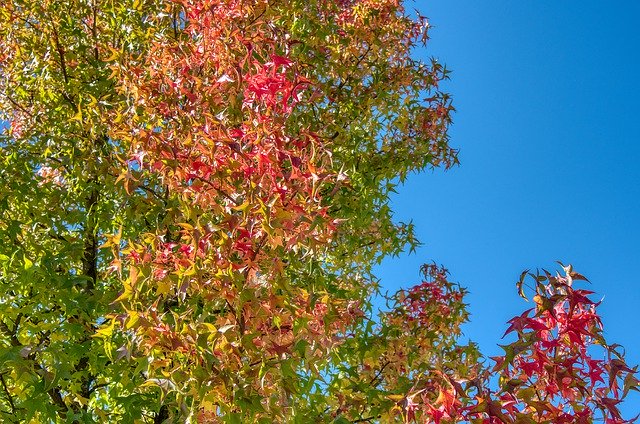 Free download Maple Tree Autumn -  free free photo or picture to be edited with GIMP online image editor