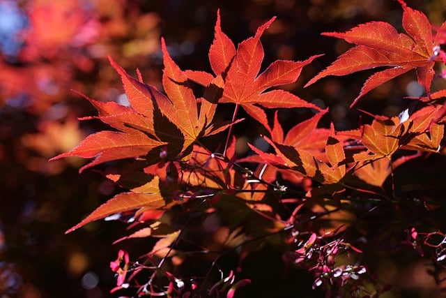 Free download maple tree leaves red light nature free picture to be edited with GIMP free online image editor