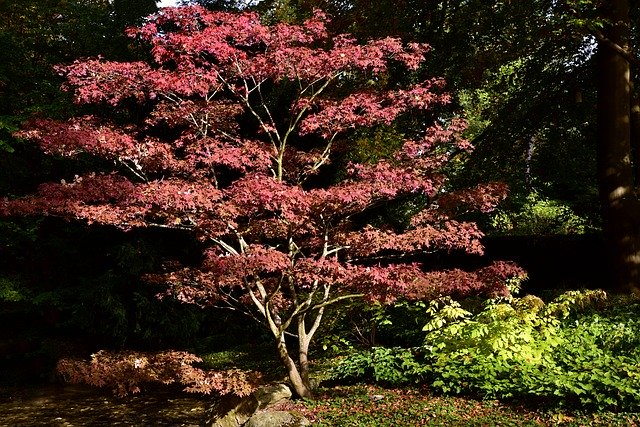 Descărcare gratuită Maple Tree Nature - fotografie sau imagini gratuite pentru a fi editate cu editorul de imagini online GIMP