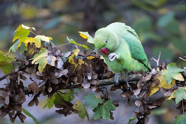 Kostenloser Download von Ahornbaum, Baum, Herbst, Tier, Vogel, kostenloses Bild zur Bearbeitung mit dem kostenlosen Online-Bildeditor GIMP