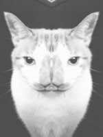 Free download Mapplethorpe Jones free photo or picture to be edited with GIMP online image editor