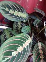 Free download Maranta Leuconeura free photo or picture to be edited with GIMP online image editor