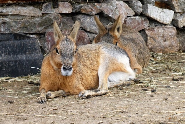 Free download mara pampas hare patagonian hare free picture to be edited with GIMP free online image editor