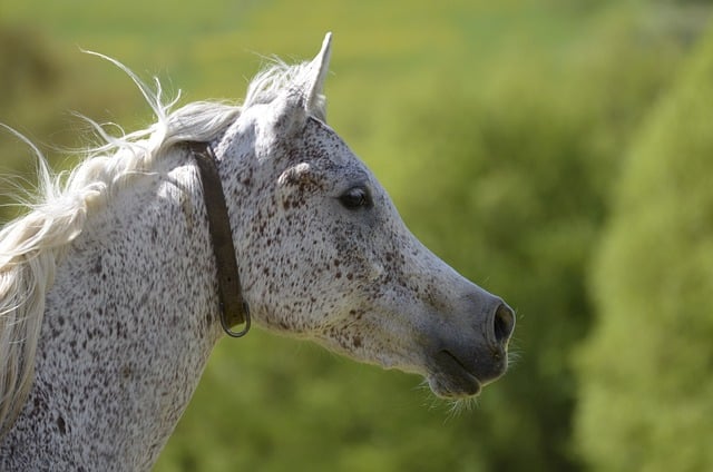 Free download marbach arab mould pasture free picture to be edited with GIMP free online image editor