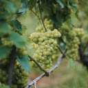 Marble Vineyard  screen for extension Chrome web store in OffiDocs Chromium