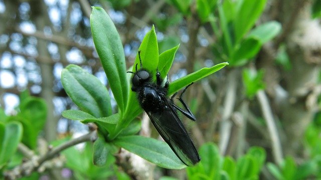 Free download March Fly Bibio Marci Males -  free photo or picture to be edited with GIMP online image editor