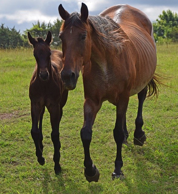 Free picture Mare Foal Horse -  to be edited by GIMP free image editor by OffiDocs