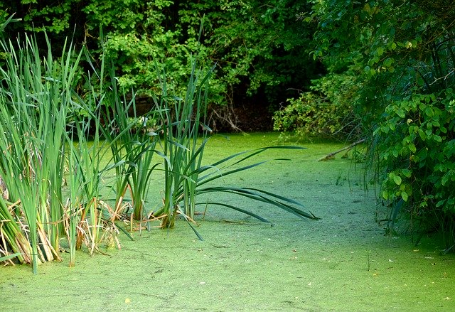 Скачать бесплатно Mare Green Water - бесплатное фото или изображение для редактирования с помощью онлайн-редактора изображений GIMP