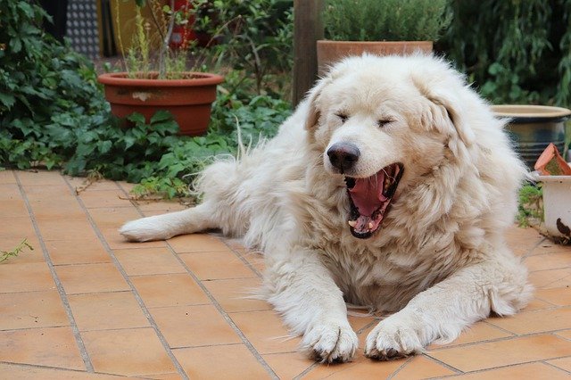 Template Photo Maremano Dog Yawns -  for OffiDocs