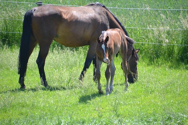 Unduh gratis Mare Mother Foal - foto atau gambar gratis untuk diedit dengan editor gambar online GIMP