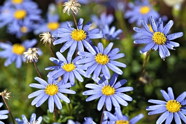 Free download margaret blue floret rain plant free picture to be edited with GIMP free online image editor