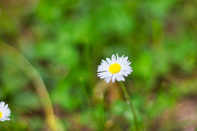 Margaret Flower Flowers'ı ücretsiz indirin - GIMP çevrimiçi resim düzenleyici ile düzenlenecek ücretsiz fotoğraf veya resim
