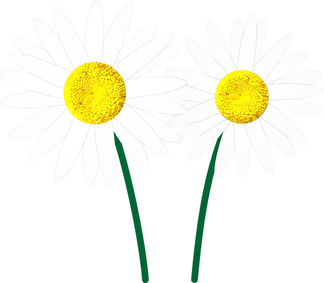 Free download Margaret Flower Flowers - Free vector graphic on Pixabay free illustration to be edited with GIMP free online image editor