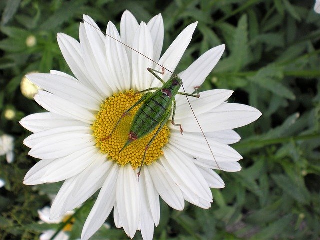 Free download Margarita Grasshopper Nature -  free photo or picture to be edited with GIMP online image editor