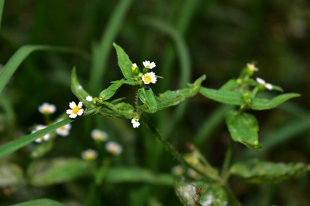 Bezpłatne pobieranie Margaritas Flower Plant - darmowe zdjęcie lub obraz do edycji za pomocą internetowego edytora obrazów GIMP