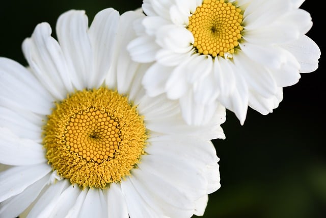 Free download marguerite blossom bloom free picture to be edited with GIMP free online image editor
