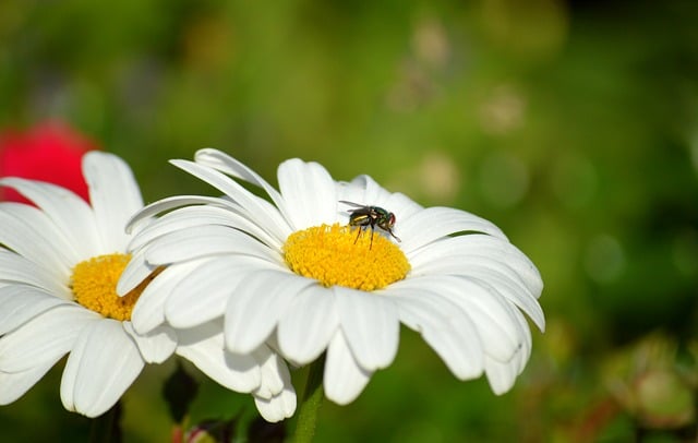 Free download marguerite blossom bloom fly free picture to be edited with GIMP free online image editor
