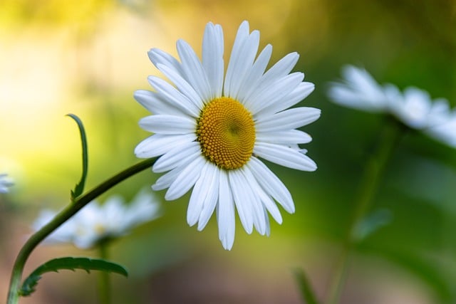 Free download marguerite close up blossom bloom free picture to be edited with GIMP free online image editor