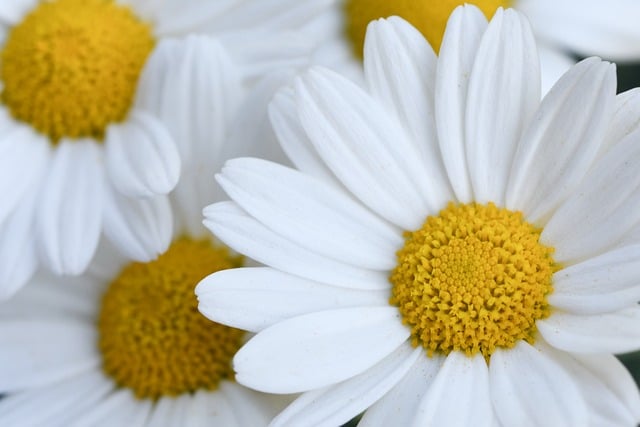 Free download marguerite close up flower wallpaper free picture to be edited with GIMP free online image editor