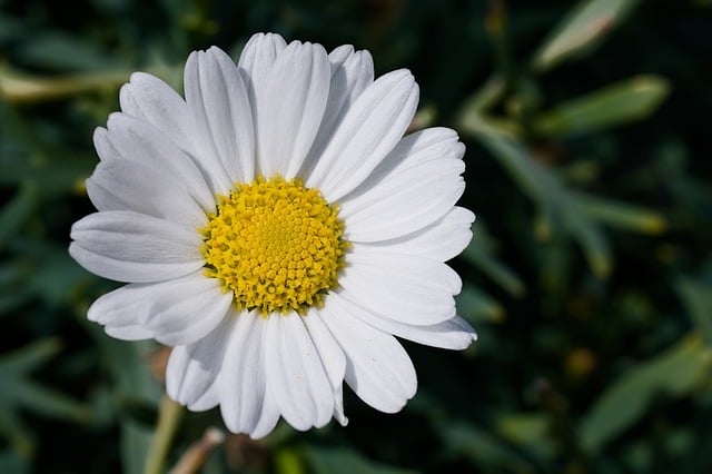 Free download marguerite daisy marguerite nature free picture to be edited with GIMP free online image editor