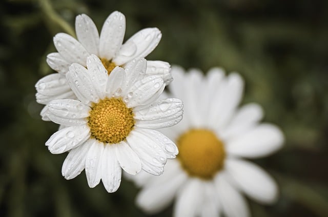 Free download marguerite daisy rain waterdrop free picture to be edited with GIMP free online image editor