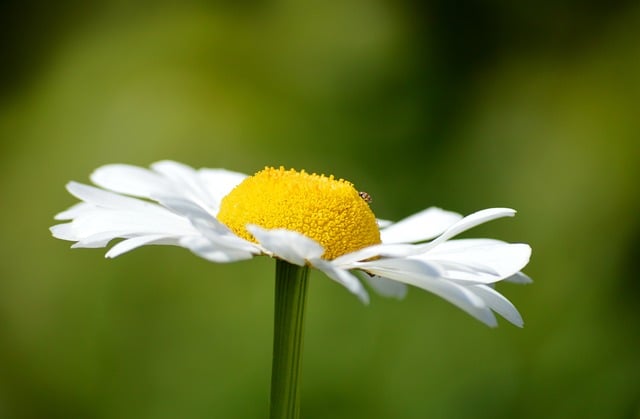 Free download marguerite flower nature garden free picture to be edited with GIMP free online image editor