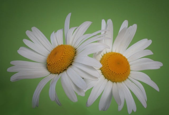 Free download marguerite flowers petals free picture to be edited with GIMP free online image editor