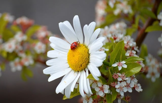 Free download marguerite ladybug flower garden free picture to be edited with GIMP free online image editor