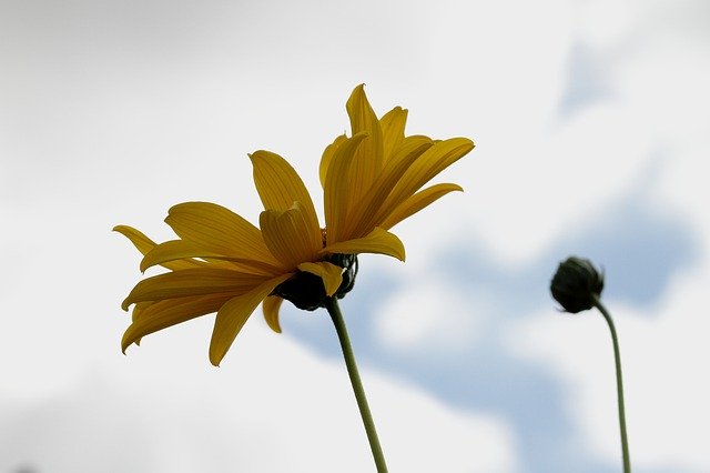 Free download Marguerite Macro Flower -  free photo or picture to be edited with GIMP online image editor