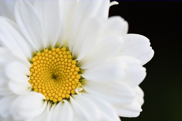 Free download marguerite nature blossom bloom free picture to be edited with GIMP free online image editor