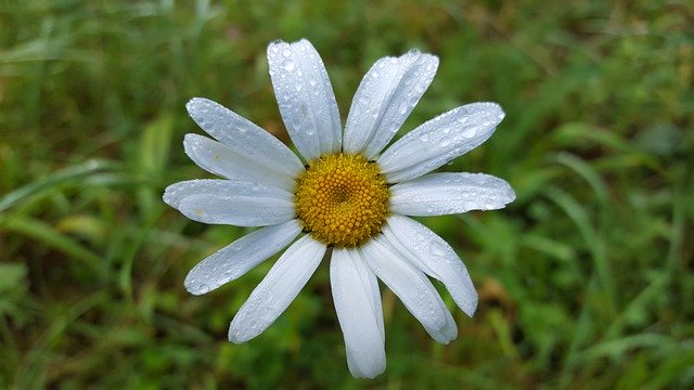 Template Photo Marguerite Nature Flower -  for OffiDocs