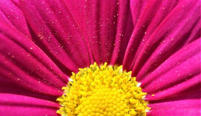 Free graphic marguerite pink yellow macro to be edited by GIMP free image editor by OffiDocs