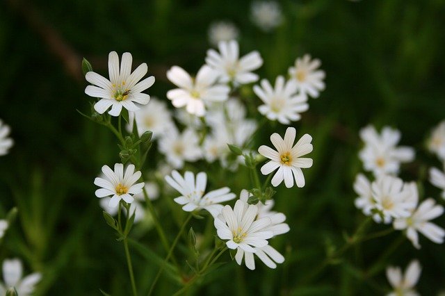 Free download Marguerite Spring Daisy -  free photo or picture to be edited with GIMP online image editor