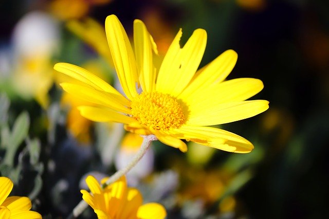 Free download Marguerite Spring Flower Yellow -  free photo or picture to be edited with GIMP online image editor