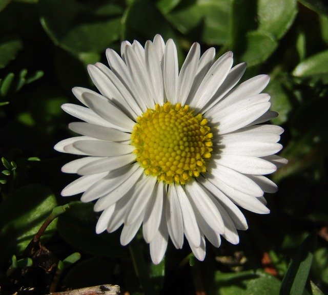 Téléchargement gratuit Marie Flower Daisy Small - photo ou image gratuite à modifier avec l'éditeur d'images en ligne GIMP