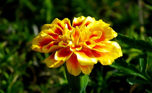 Free download Marigold Color Flower -  free photo or picture to be edited with GIMP online image editor
