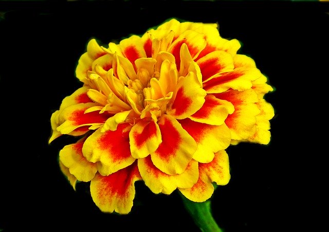 Free picture Marigold Flower Colored -  to be edited by GIMP free image editor by OffiDocs
