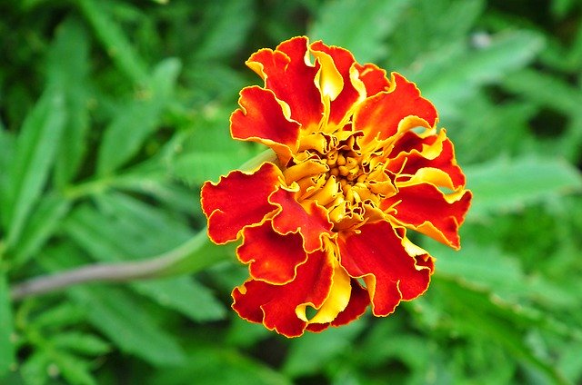 Bezpłatne pobieranie Marigold Flower Nature - darmowe zdjęcie lub obraz do edycji za pomocą internetowego edytora obrazów GIMP