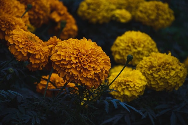 Free download marigold flower nature leaves free picture to be edited with GIMP free online image editor